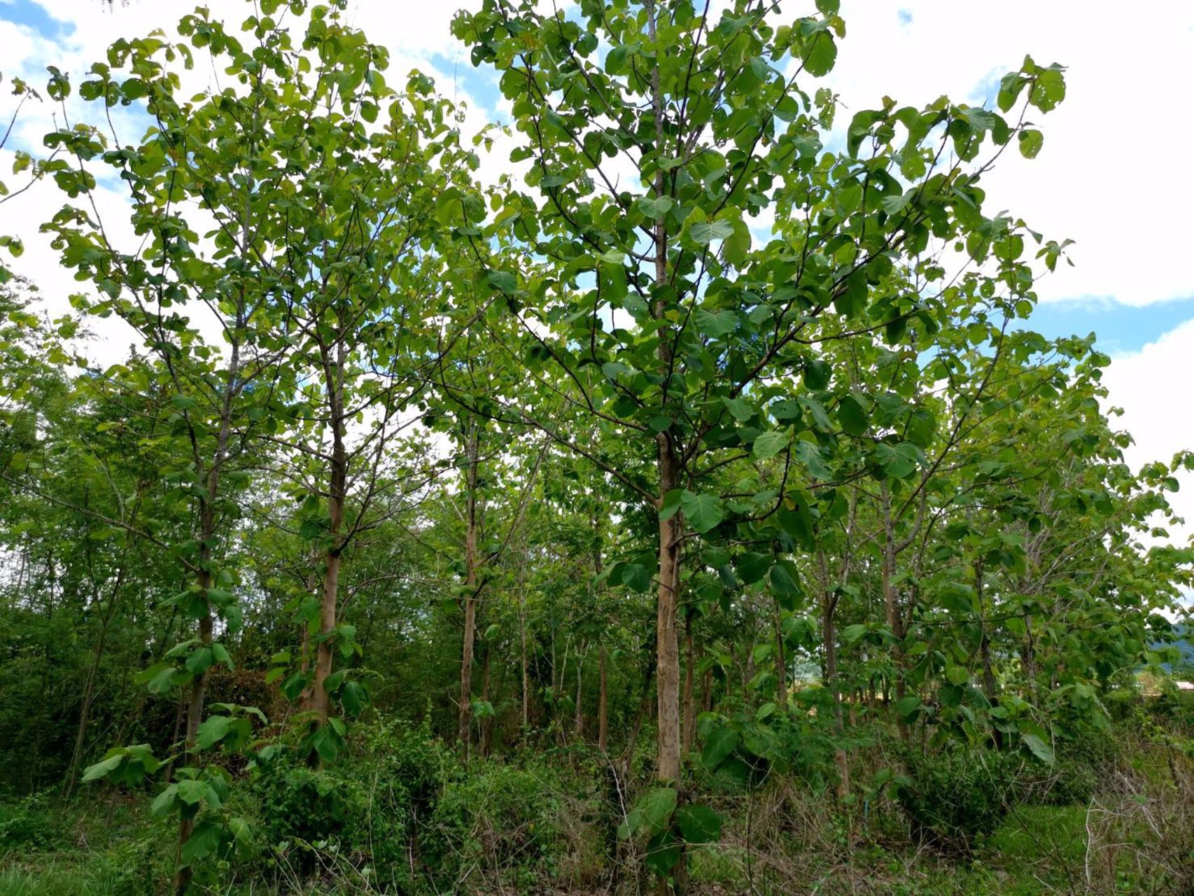 ขายสวนลำไย-21-ไร่-ขายรวมแค่-15-ล้านบาท-ตำบลเหมืองจี้-จังหวัดลำพูน