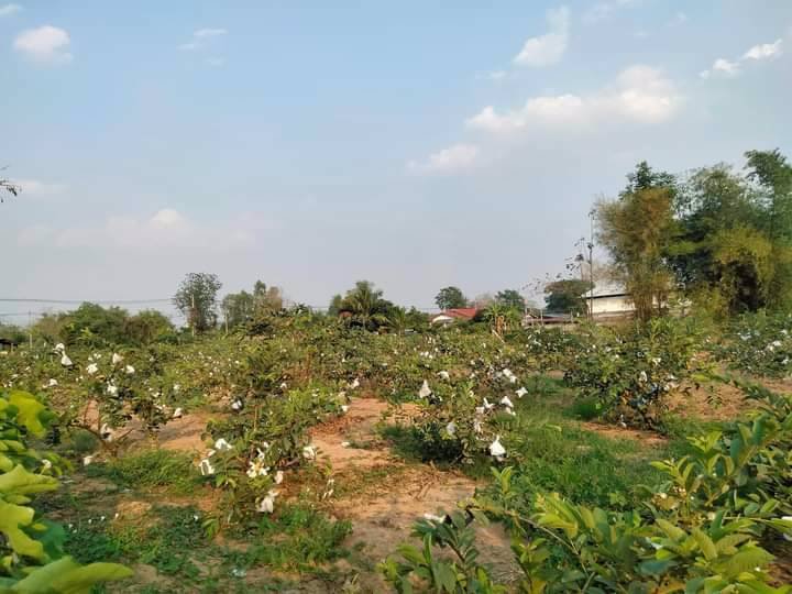 ที่ดินทำเลทอง-ทำเลค้าขาย-เนื้อที่-2-ไร่-1งาน-626-ตารางวา