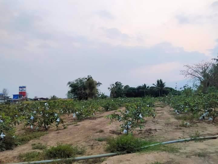 ที่ดินทำเลทอง-ทำเลค้าขาย-เนื้อที่-2-ไร่-1งาน-626-ตารางวา