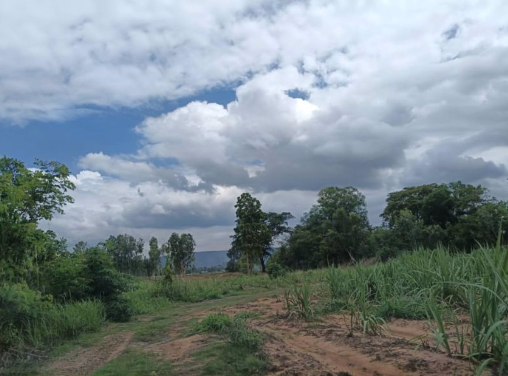 ขายที่ดินทางเข้าเยื้องร้านยางนาช๊อป-2-ไร่