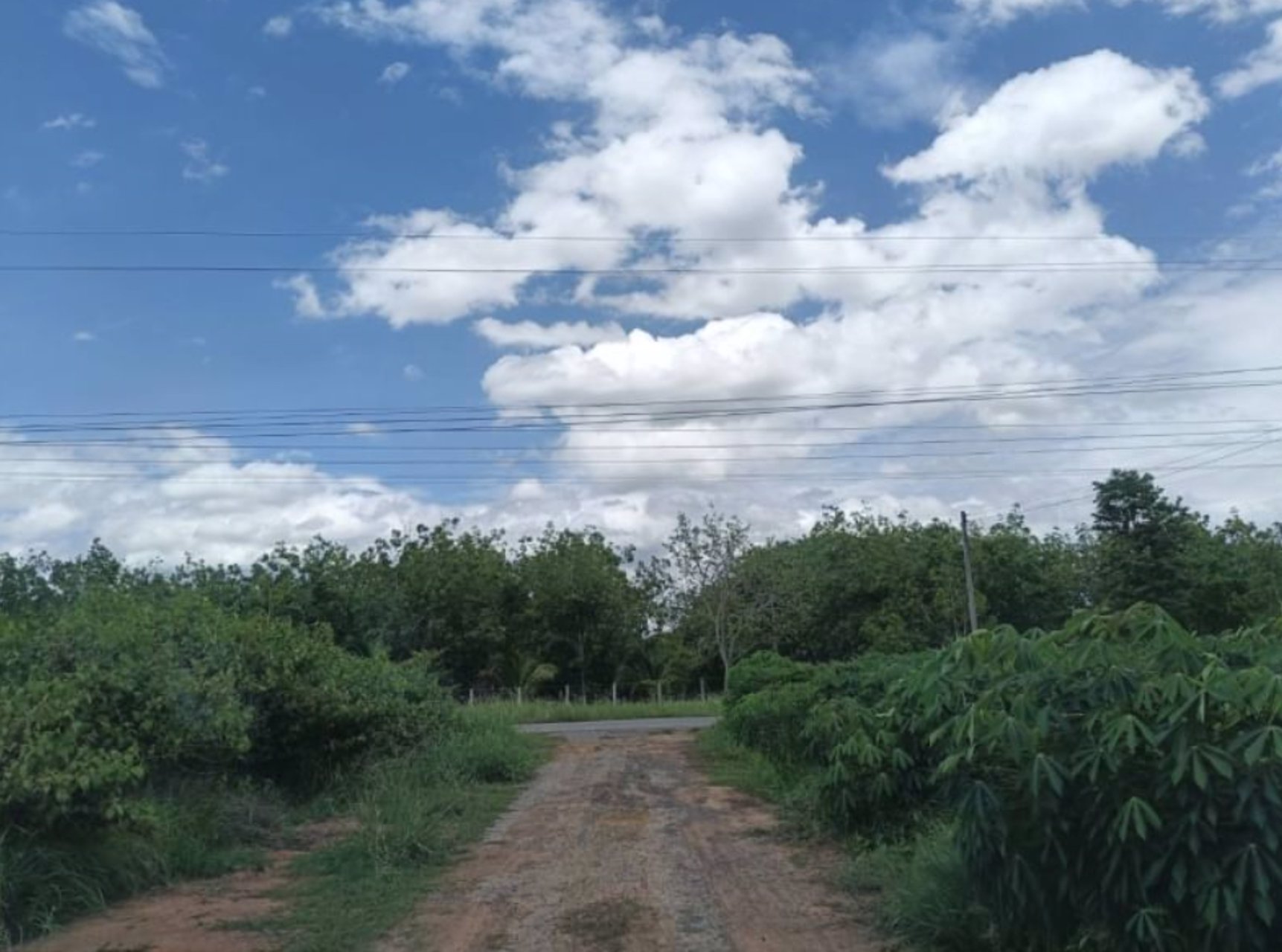 ขายที่ดินทางเข้าเยื้องร้านยางนาช๊อป-2-ไร่