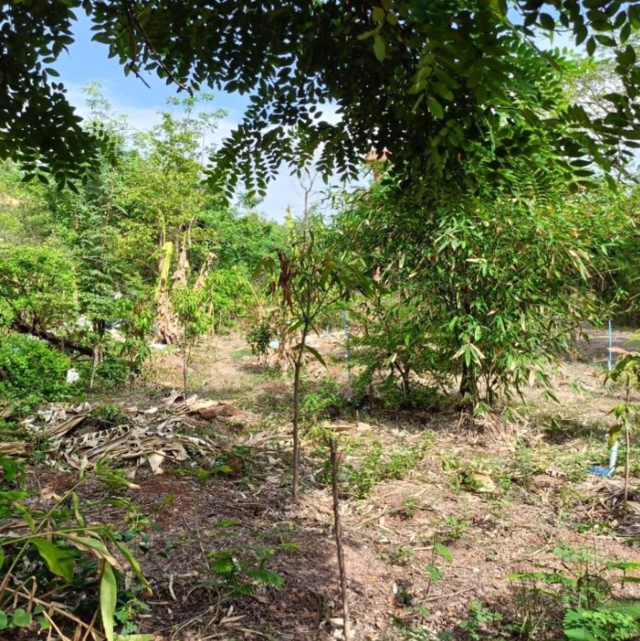 ขายที่ดินติดรั้ว-รพศูนย์มะเร็งอุดร-138ตรว