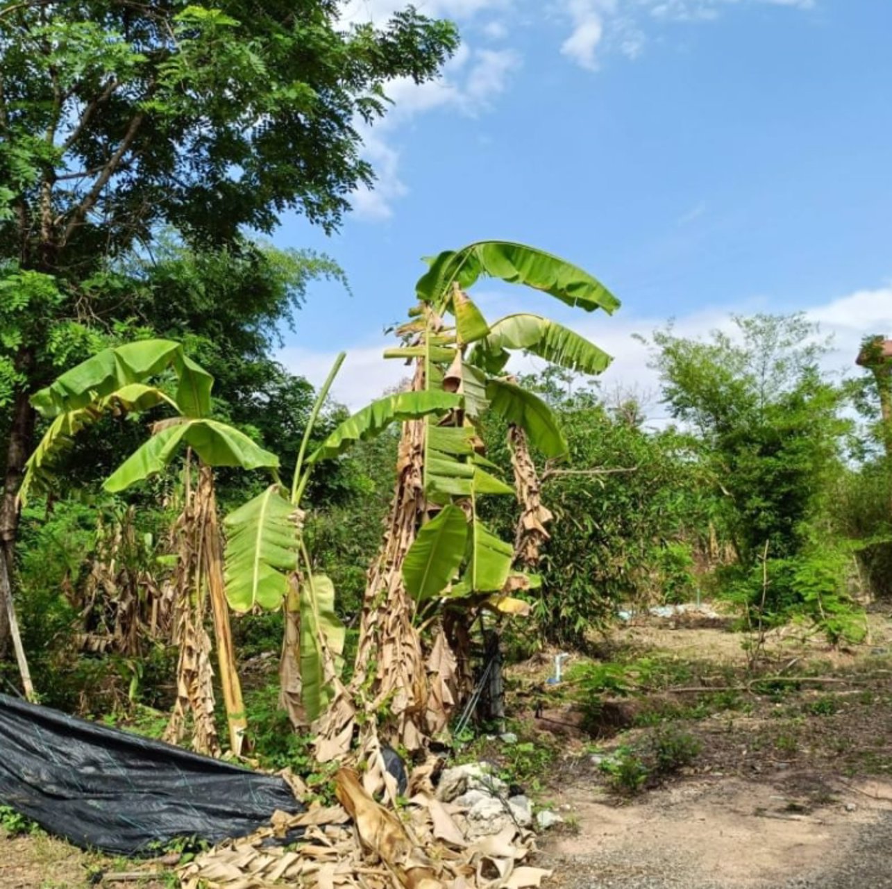 ขายที่ดินติดรั้ว-รพศูนย์มะเร็งอุดร-138ตรว