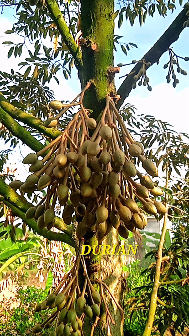 ด่วนขายถูก-โฉนดสวนผสมทุเรียนหมอนทอง-ระยอง-ติดถนนลาดยาง-ไร่ละ790000บาท