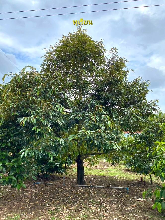 ด่วนขายถูก-โฉนดสวนผสมทุเรียนหมอนทอง-ระยอง-ติดถนนลาดยาง-ไร่ละ790000บาท