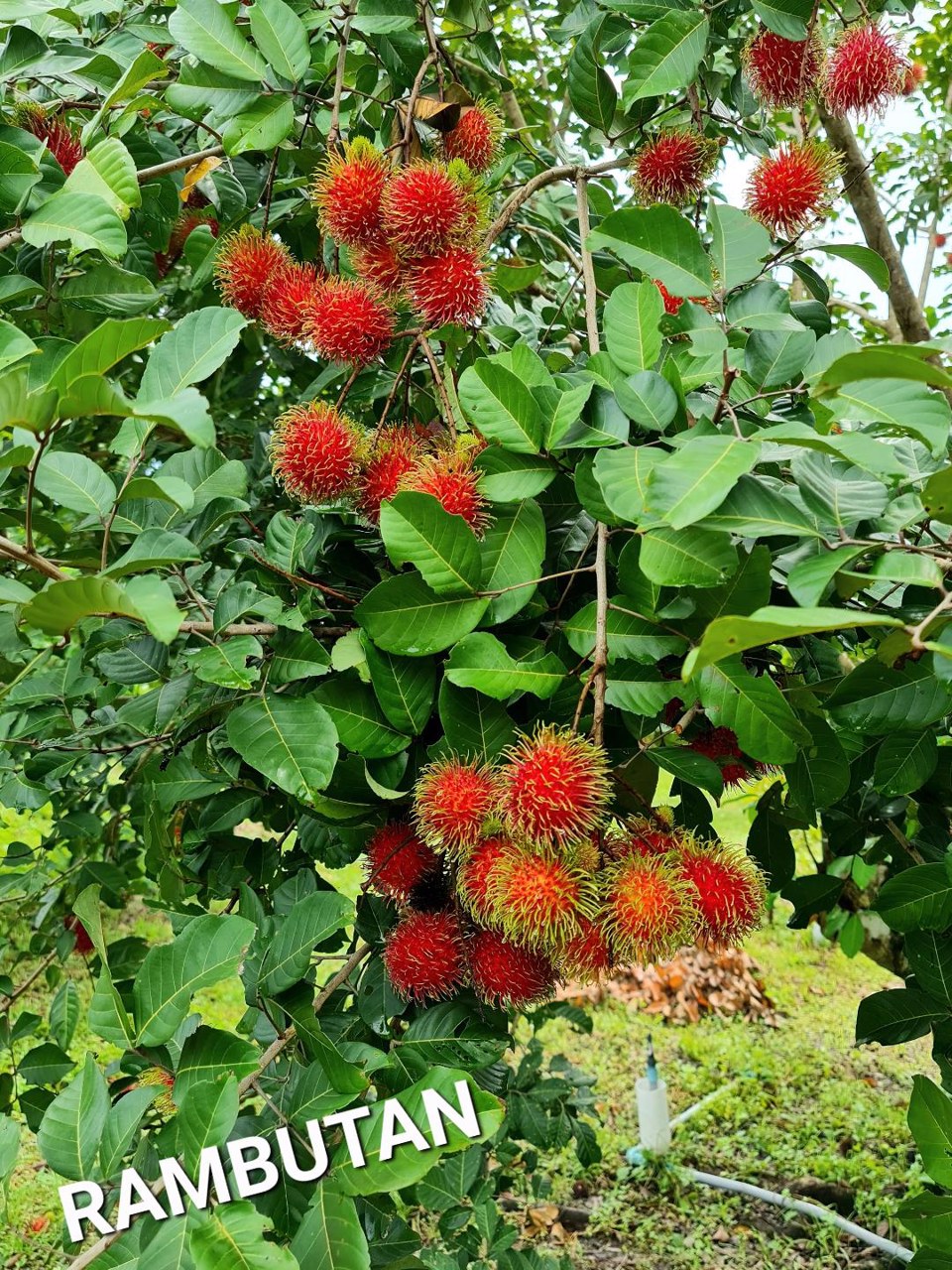 ด่วนขายถูก-โฉนดสวนผสมทุเรียนหมอนทอง-ระยอง-ติดถนนลาดยาง-ไร่ละ790000บาท