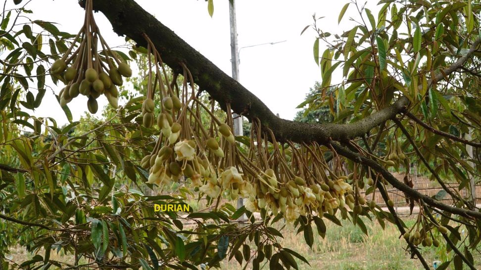 ด่วนขายถูก-โฉนดสวนผสมทุเรียนหมอนทอง-ระยอง-ติดถนนลาดยาง-ไร่ละ790000บาท