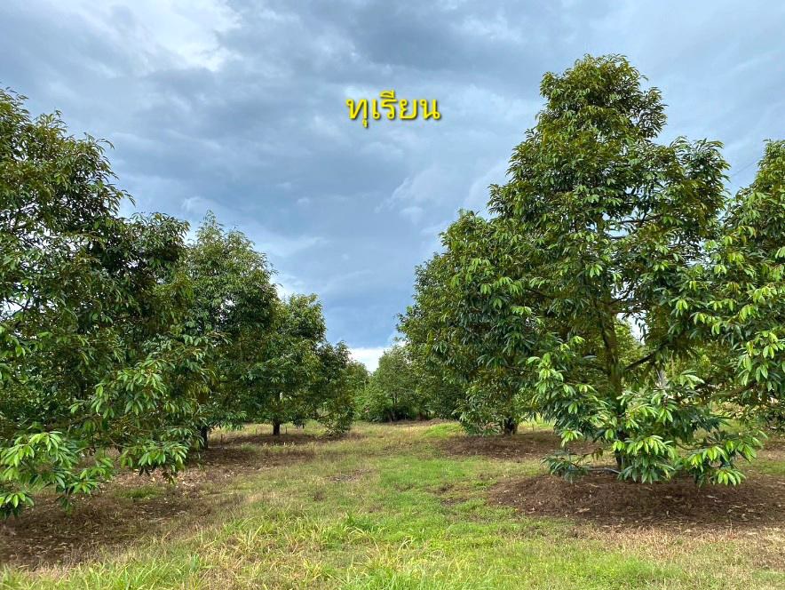 ด่วนขายถูก-โฉนดสวนผสมทุเรียนหมอนทอง-ระยอง-ติดถนนลาดยาง-ไร่ละ790000บาท