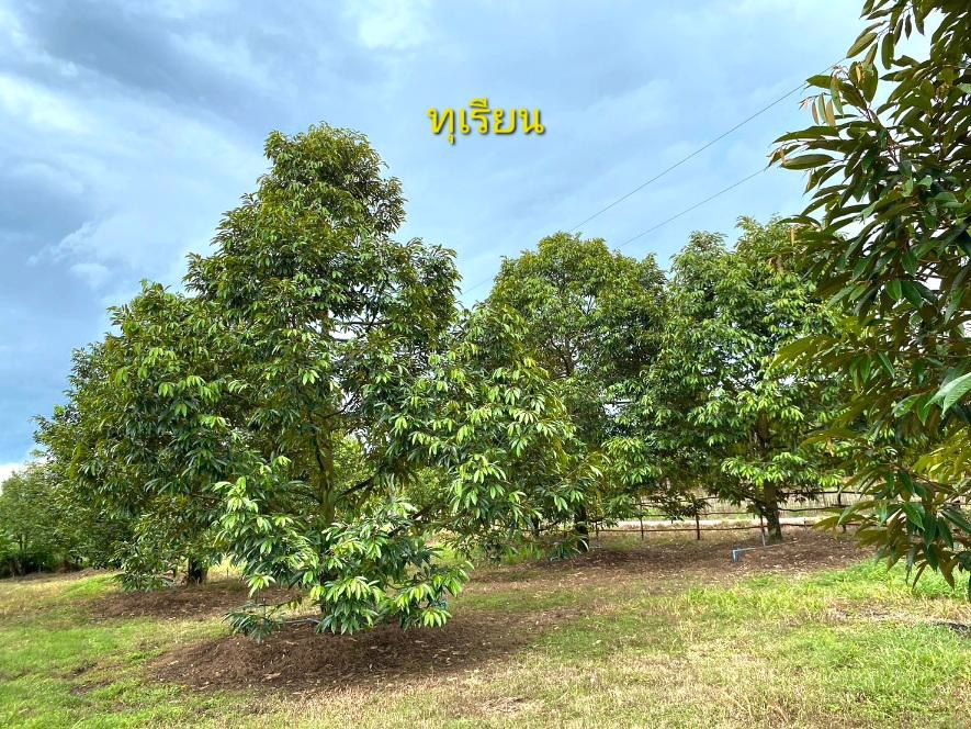 ด่วนขายถูก-โฉนดสวนผสมทุเรียนหมอนทอง-ระยอง-ติดถนนลาดยาง-ไร่ละ790000บาท