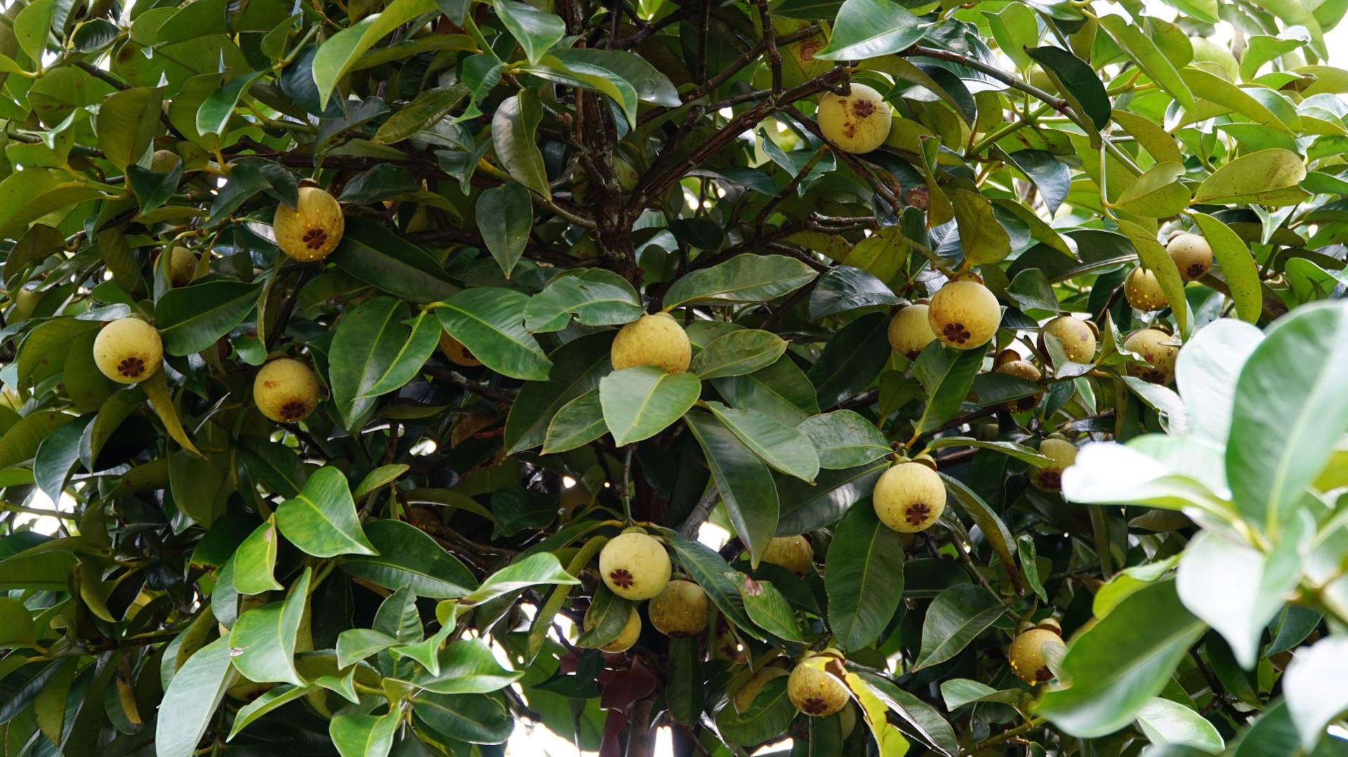 ด่วนขายถูก-โฉนดสวนผสมทุเรียนหมอนทอง-ระยอง-ติดถนนลาดยาง-ไร่ละ790000บาท