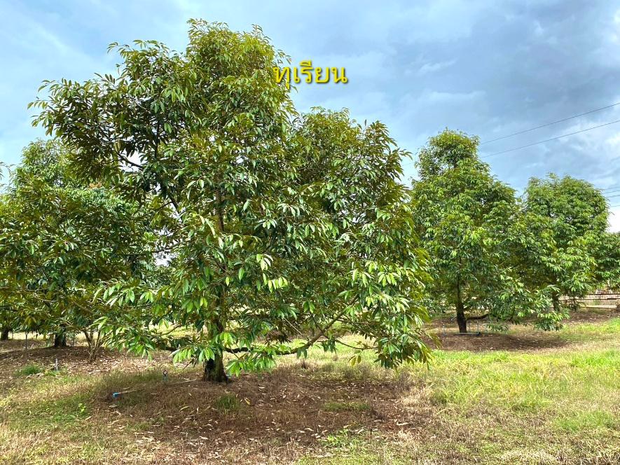 ด่วนขายถูก-โฉนดสวนผสมทุเรียนหมอนทอง-ระยอง-ติดถนนลาดยาง-ไร่ละ790000บาท