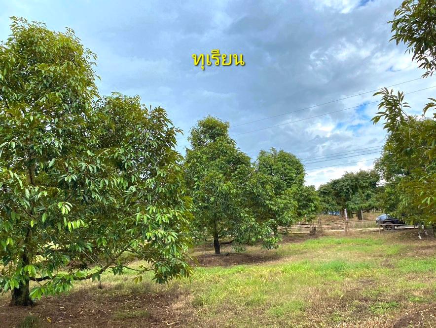 ด่วนขายถูก-โฉนดสวนผสมทุเรียนหมอนทอง-ระยอง-ติดถนนลาดยาง-ไร่ละ790000บาท
