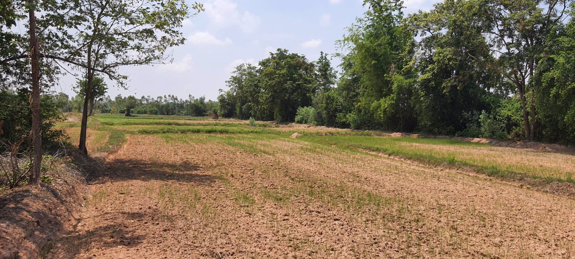 ขายที่ดิน-ที่นา-ติดคลอง-เนื้อที่-9-3-46-ไร่