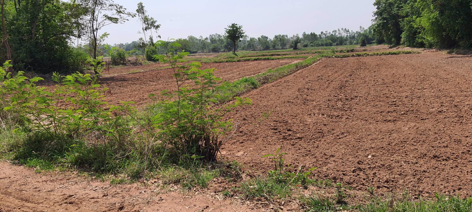 ขายที่ดิน-ที่นา-ติดคลอง-เนื้อที่-9-3-46-ไร่