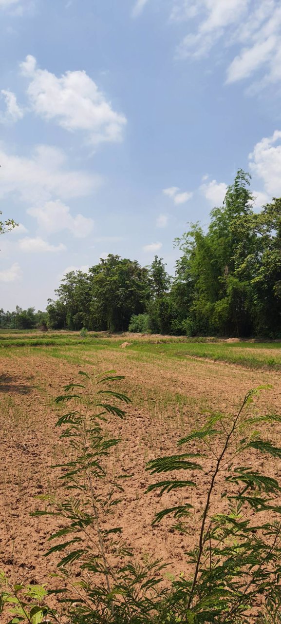 ขายที่ดิน-ที่นา-ติดคลอง-เนื้อที่-9-3-46-ไร่