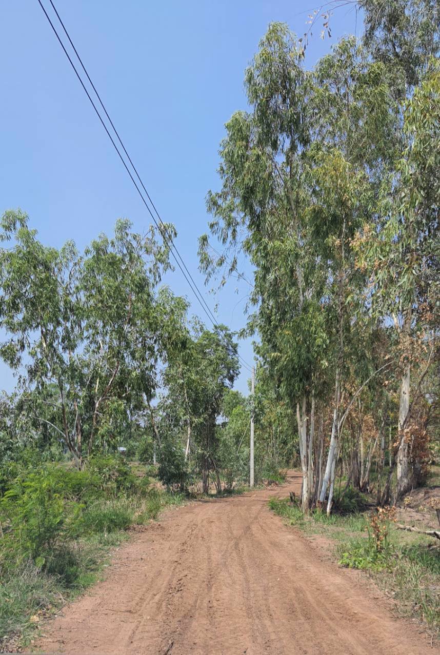 ขายที่ดิน-ที่นา-ติดคลอง-เนื้อที่-9-3-46-ไร่