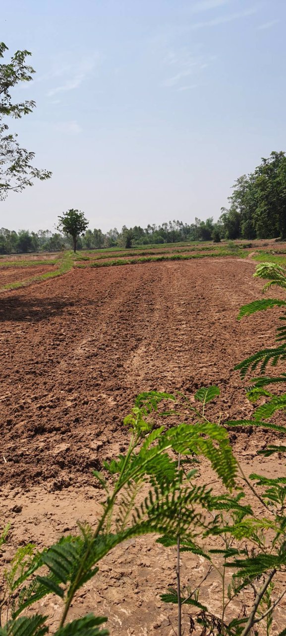 ขายที่ดิน-ที่นา-ติดคลอง-เนื้อที่-9-3-46-ไร่