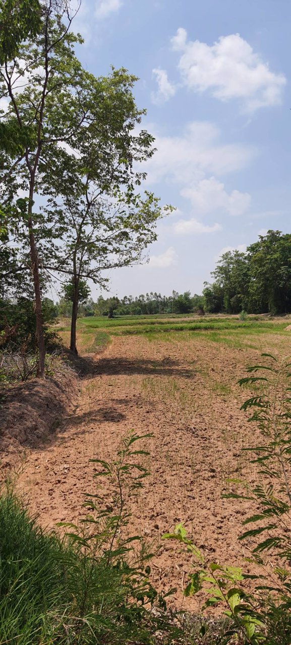 ขายที่ดิน-ที่นา-ติดคลอง-เนื้อที่-9-3-46-ไร่