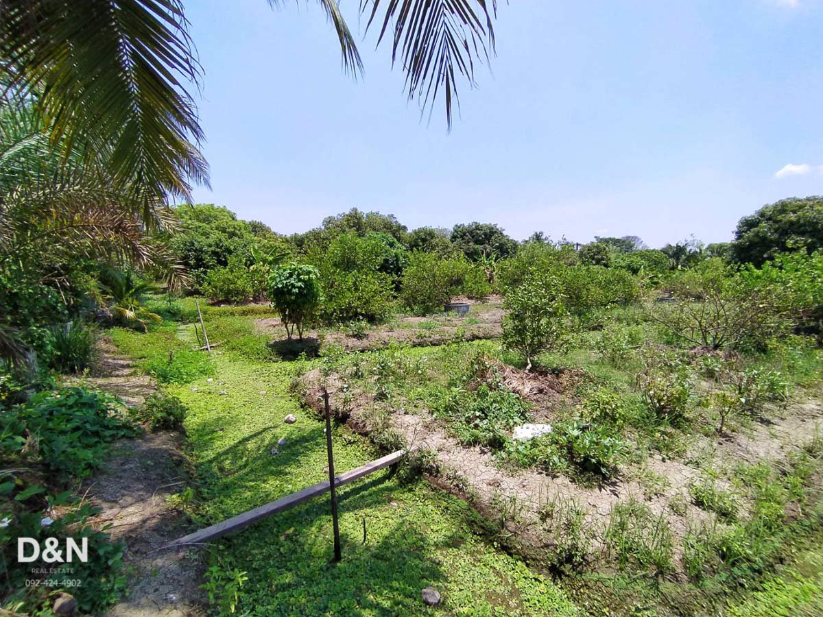 ขาย-ที่ดิน-10-ไร่-ริมแม่น้ำท่าจีน-กระทุ่มแบน-สมุทรสาคร-แปลงร่องสวนผลไม้-ทำเขื่อนแล้ว