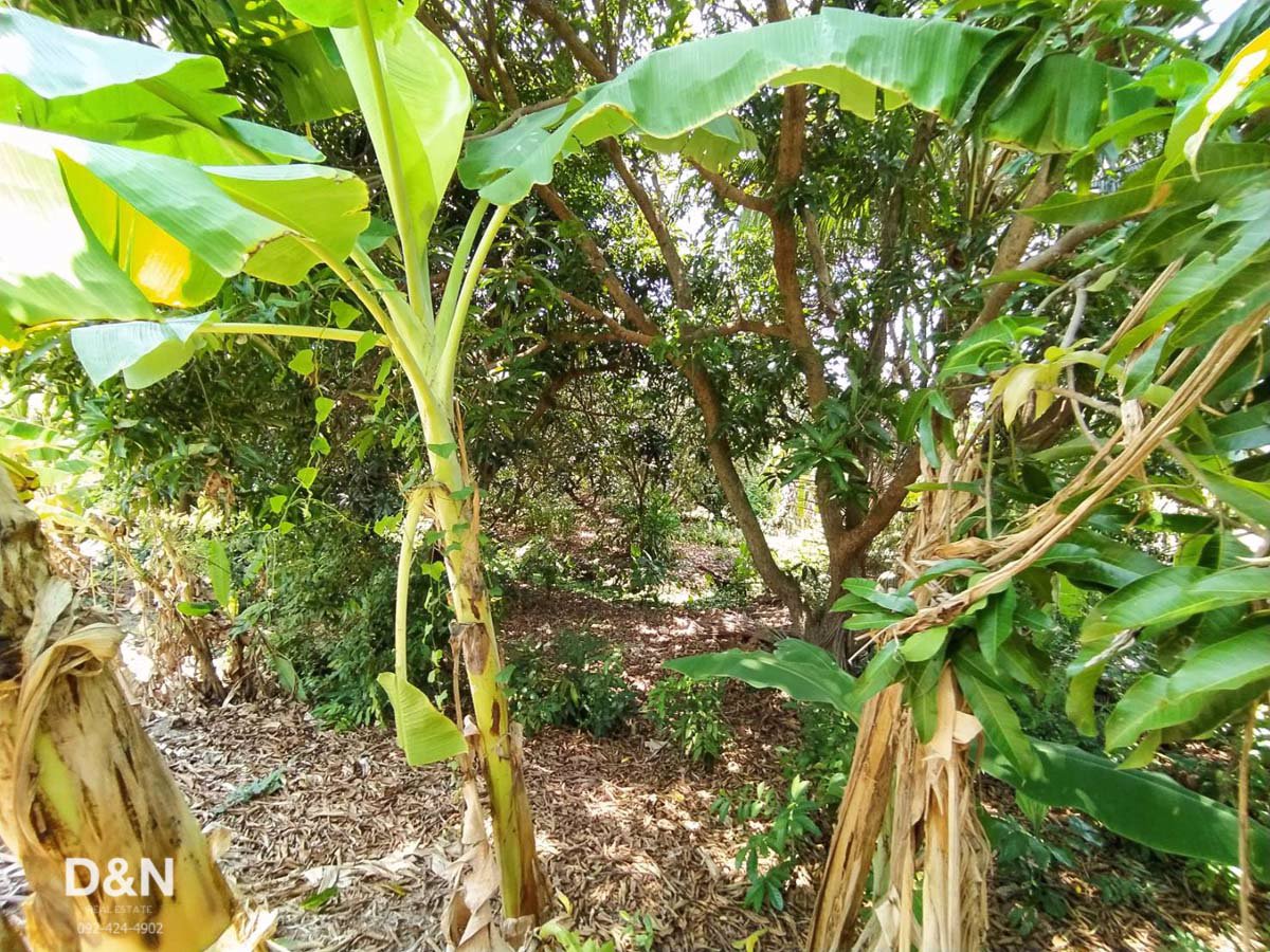 ขาย-ที่ดิน-10-ไร่-ริมแม่น้ำท่าจีน-กระทุ่มแบน-สมุทรสาคร-แปลงร่องสวนผลไม้-ทำเขื่อนแล้ว