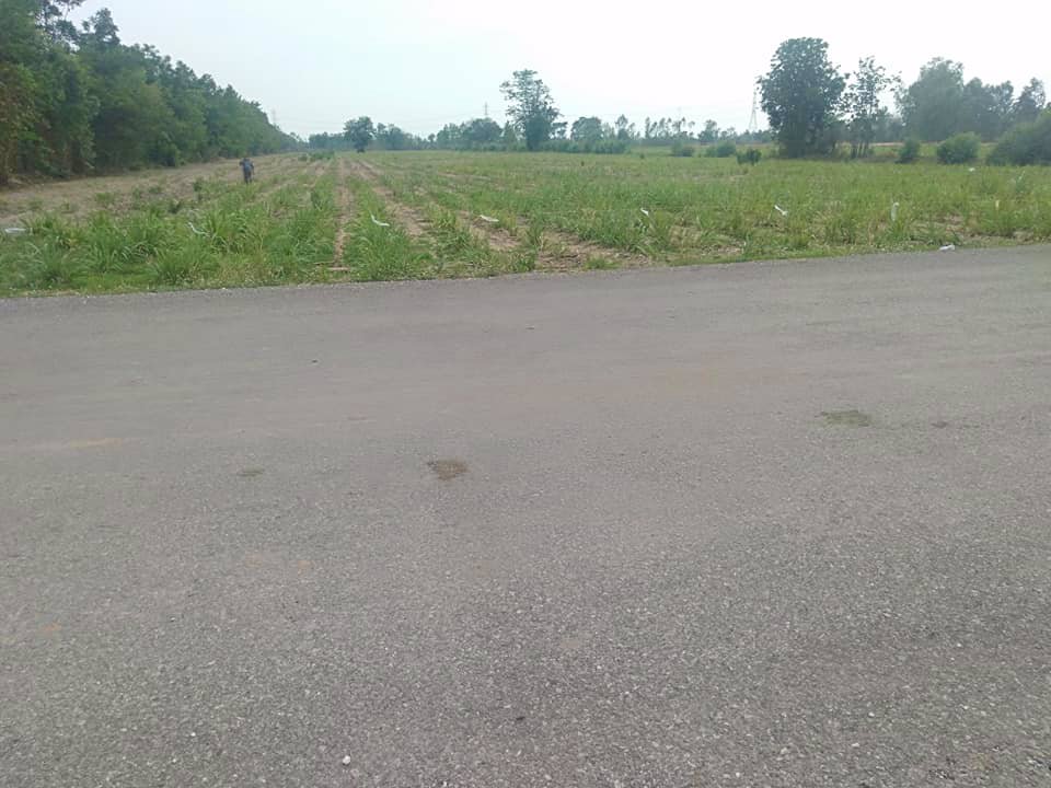 ขาย-ที่ดิน-19-ไร่-อวัดโบสถ์-พิษณุโลก-ติดถนนลาดยาง-มีไฟฟ้าผ่าน-ราคาถูก