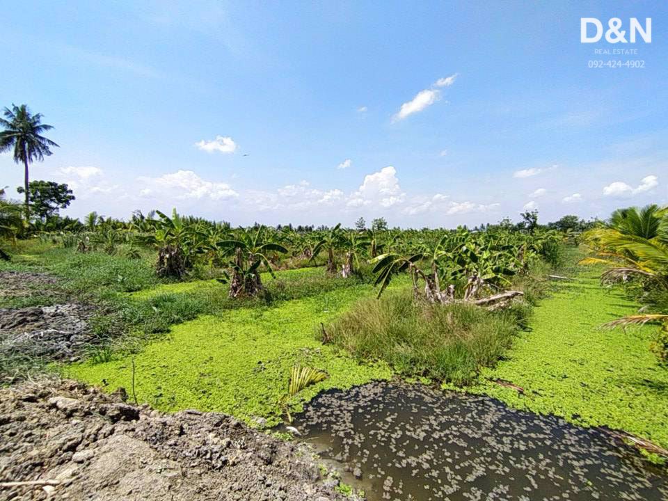 ขาย-ที่ดิน-8-ไร่-ติดคลองดำเนินฯ-บ้านแพ้ว-สมุทรสาคร-ติดถนนลาดยาง-ถมทางเข้าแล้ว