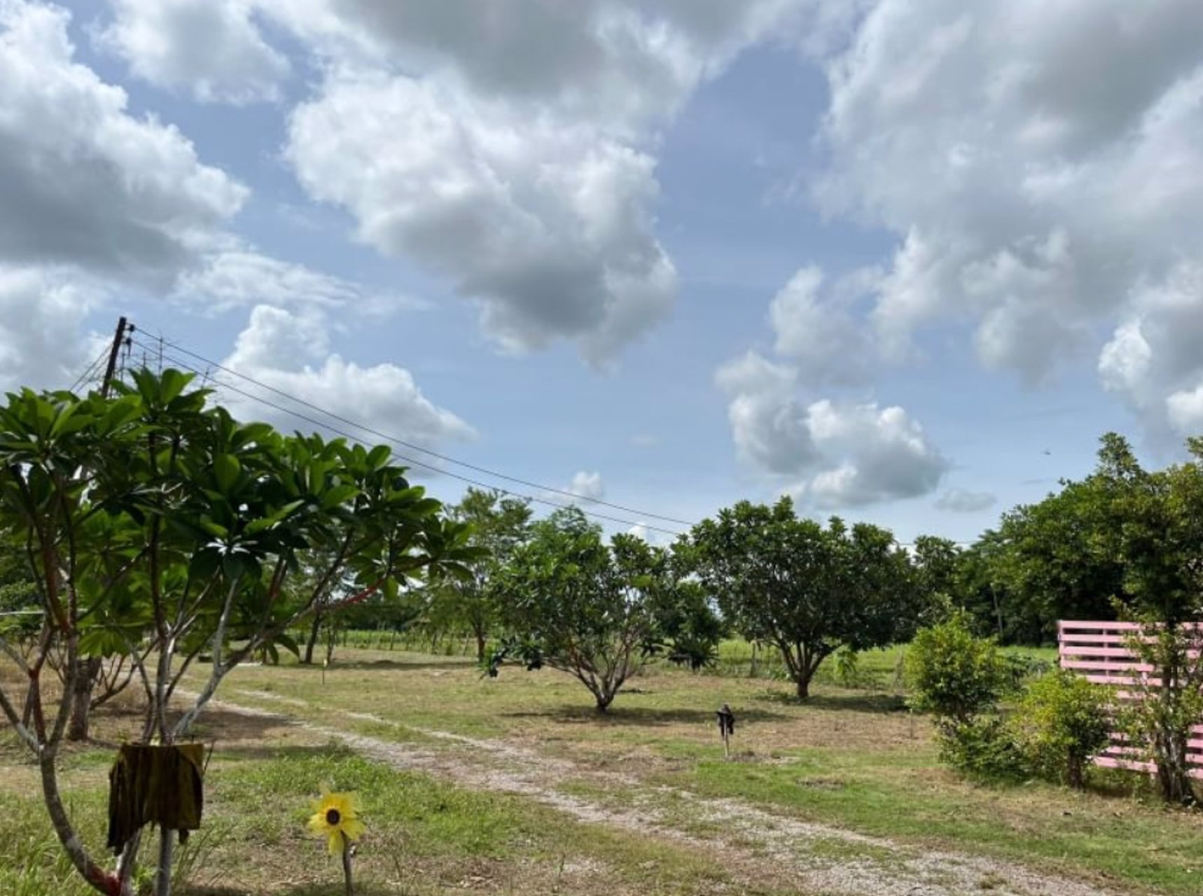 ขายที่ดินเปล่าติดรีสอร์ท-มีน้ำไฟฟ้า-บ้านโคกสีแก้ว-เนื้อที่-117-ตรว