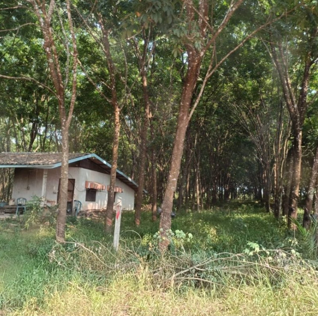 ขายสวนปาล์มและสวนยาง-45ไร่-มีที่งอก5ไร่-รวม-50ไร่