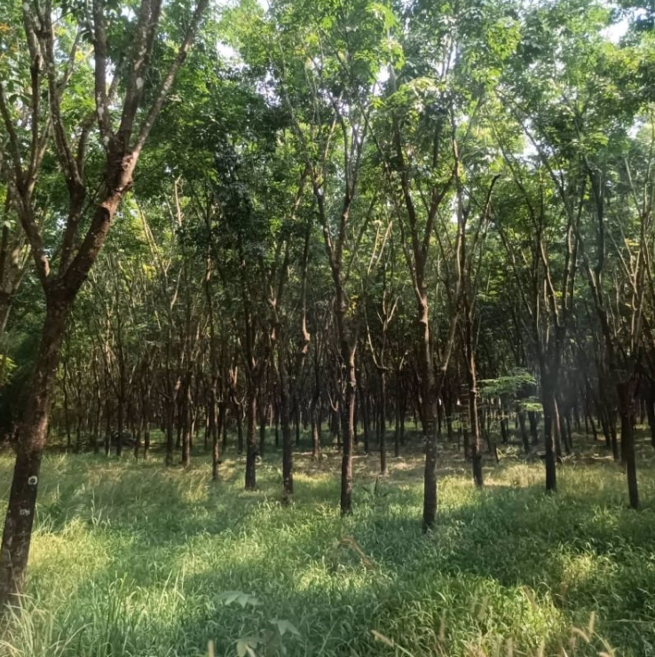 ขายสวนปาล์มและสวนยาง-45ไร่-มีที่งอก5ไร่-รวม-50ไร่