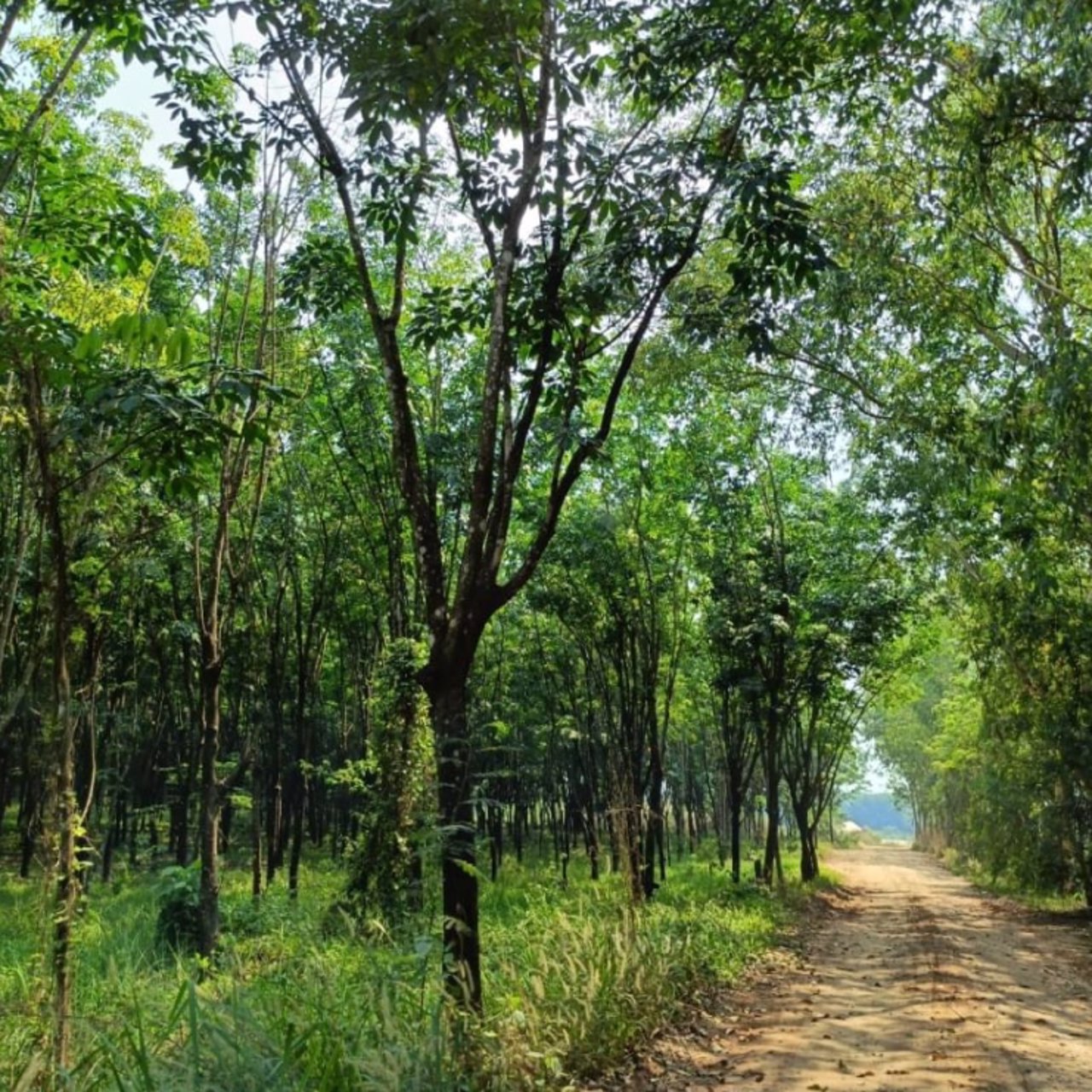 ขายสวนปาล์มและสวนยาง-45ไร่-มีที่งอก5ไร่-รวม-50ไร่