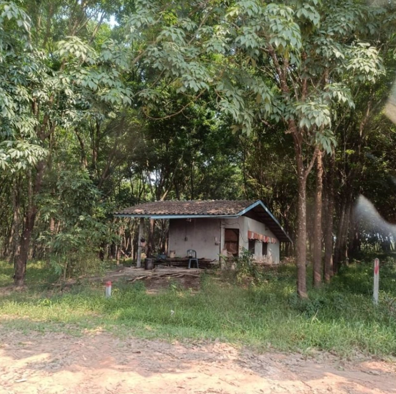 ขายสวนปาล์มและสวนยาง-45ไร่-มีที่งอก5ไร่-รวม-50ไร่