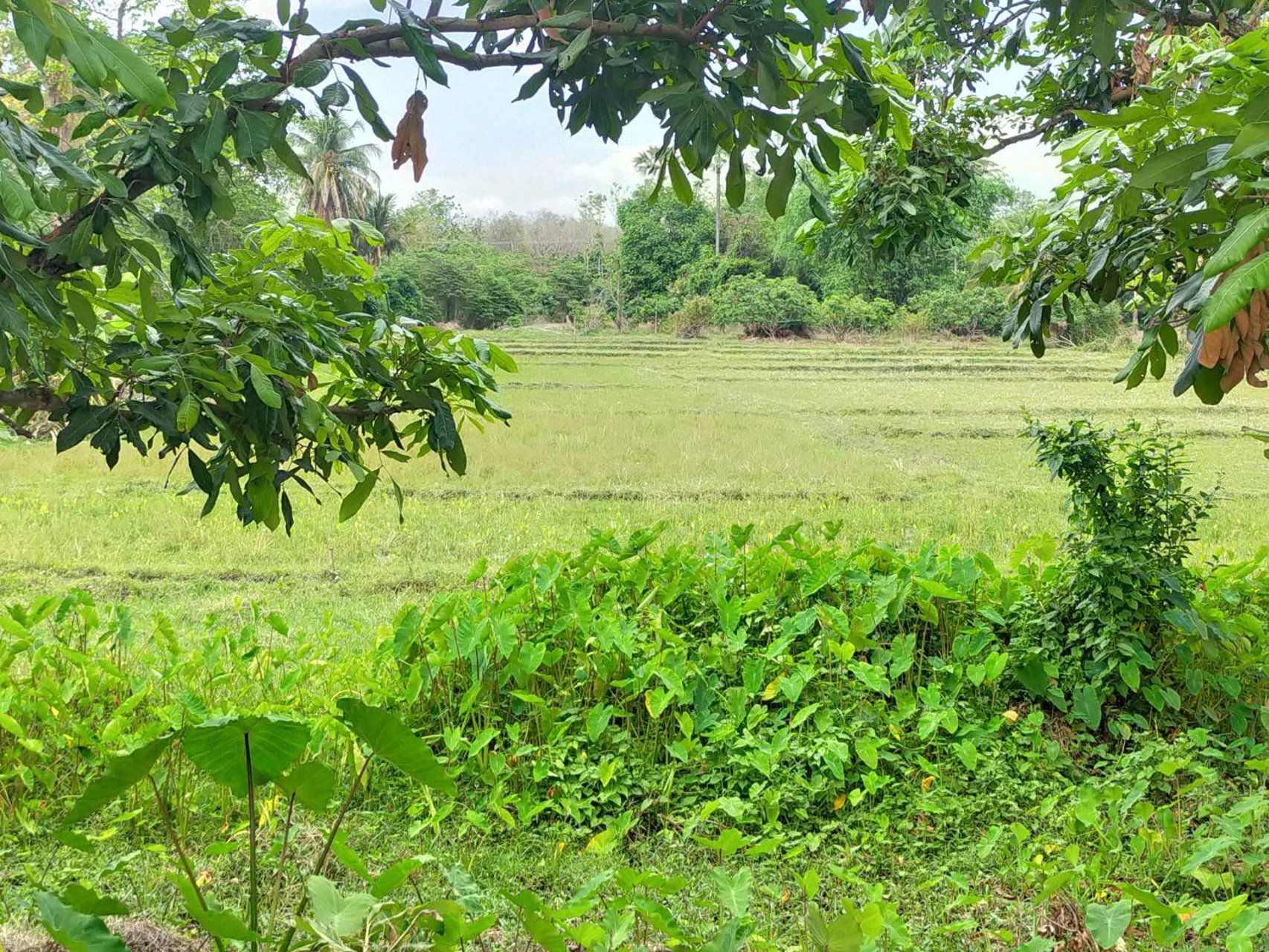 ขายที่ดิน-ใกล้น้ำตกแม่กลางวัดพระธาตุจอมทอง-จเชียงใหม่