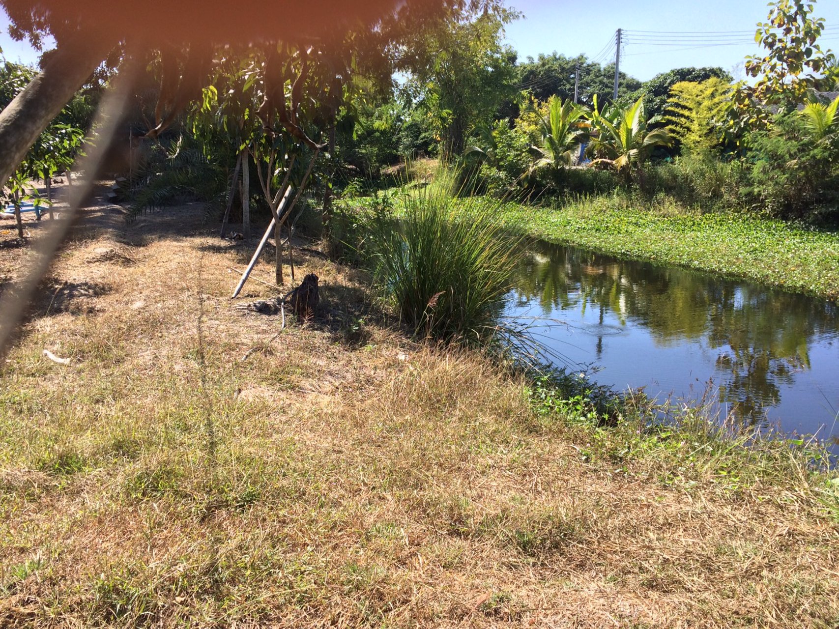 ขายที่ดิน-1-ไร่-1-งาน-48-ตารางวา-จังหวัดลำพูน