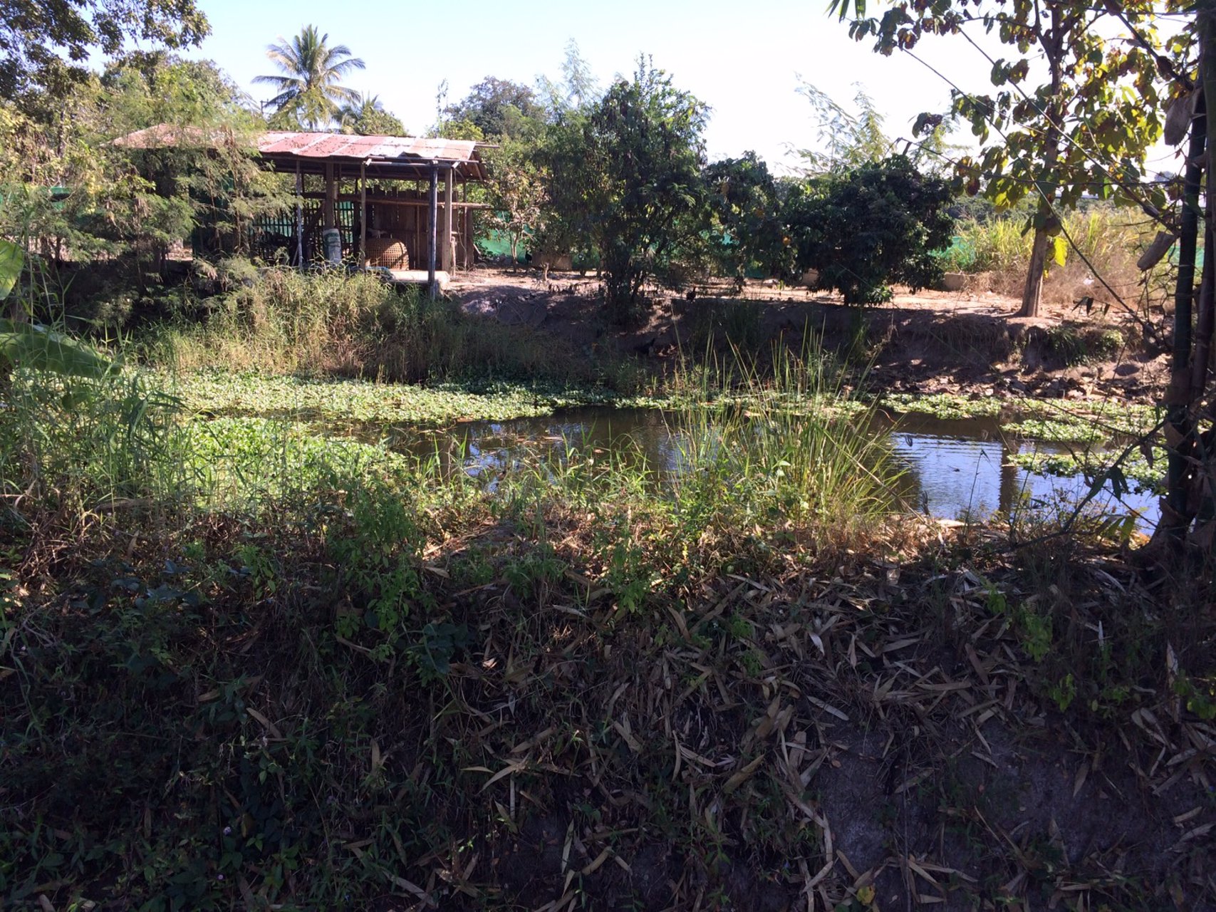 ขายที่ดิน-1-ไร่-1-งาน-48-ตารางวา-จังหวัดลำพูน