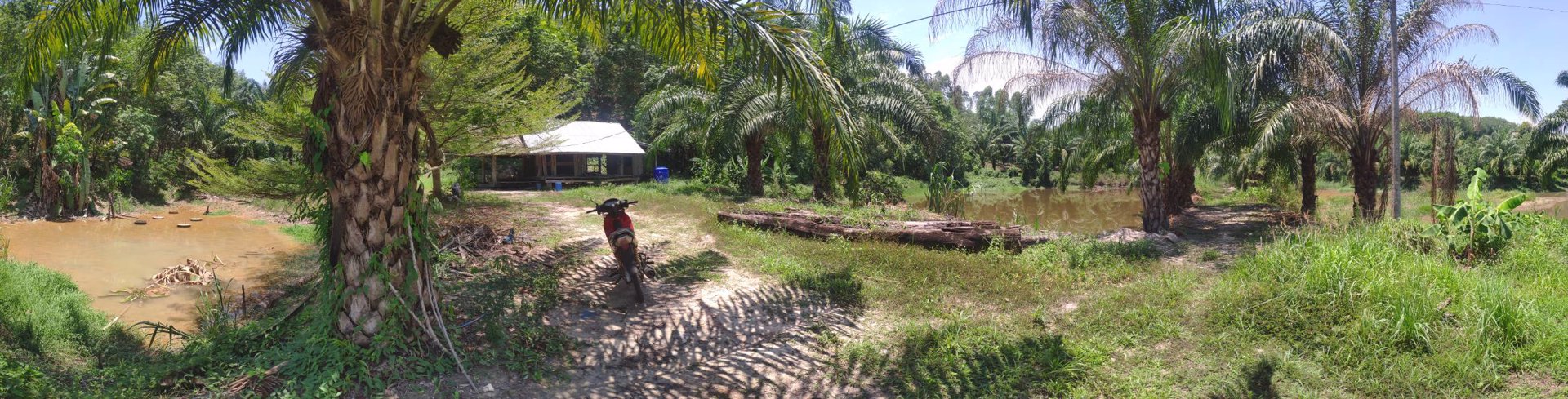 ที่ดิน-100-ไร่พร้อมสวนยางพารา-3000-ต้น