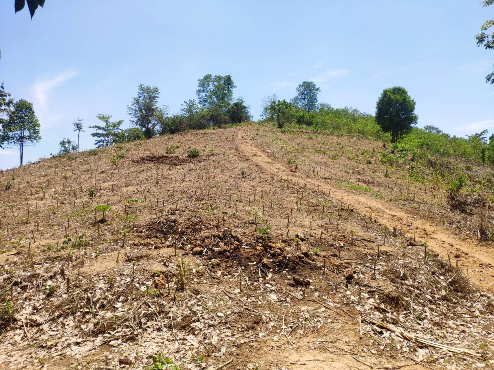 ที่ดิน-100-ไร่พร้อมสวนยางพารา-3000-ต้น