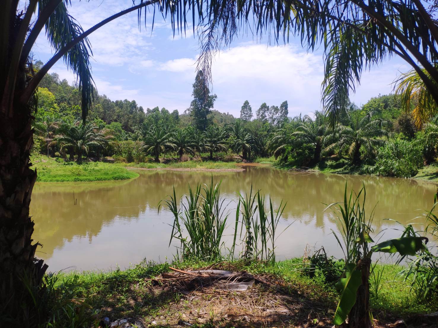 ที่ดิน-100-ไร่พร้อมสวนยางพารา-3000-ต้น