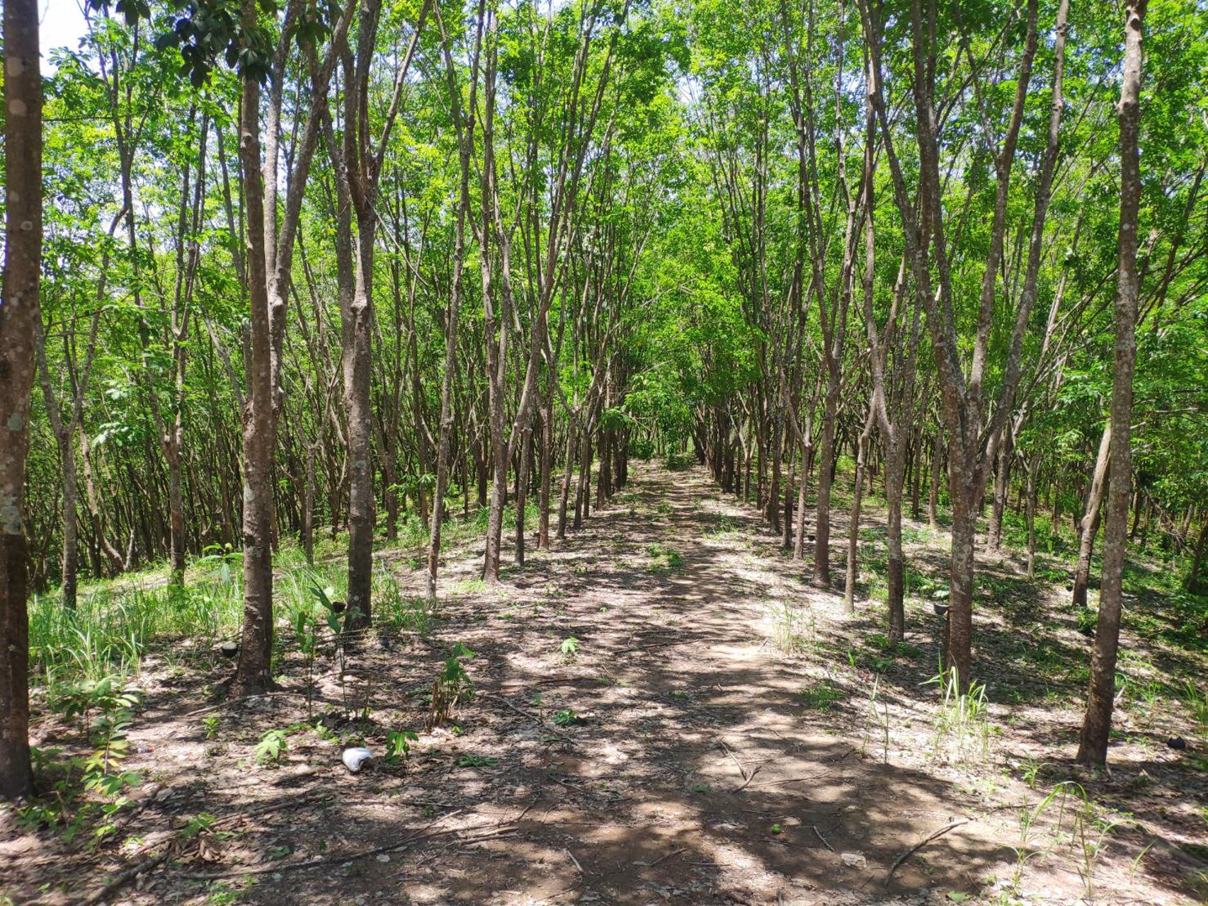 ที่ดิน-100-ไร่พร้อมสวนยางพารา-3000-ต้น