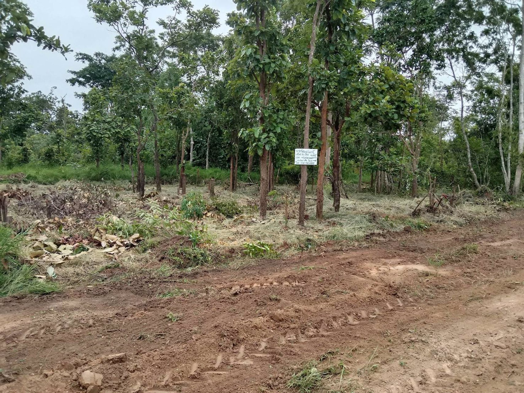 ขายที่ดิน-เนื้อที่-77-ตรว-บ้านปะโค-อกุดจับ-จอุดรธานี