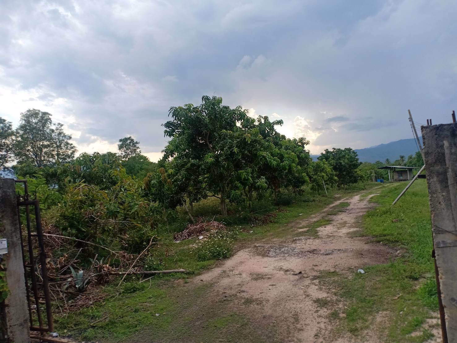 ขายที่ดิน-7-ไร่-อจอมทอง-จเชียงใหม่