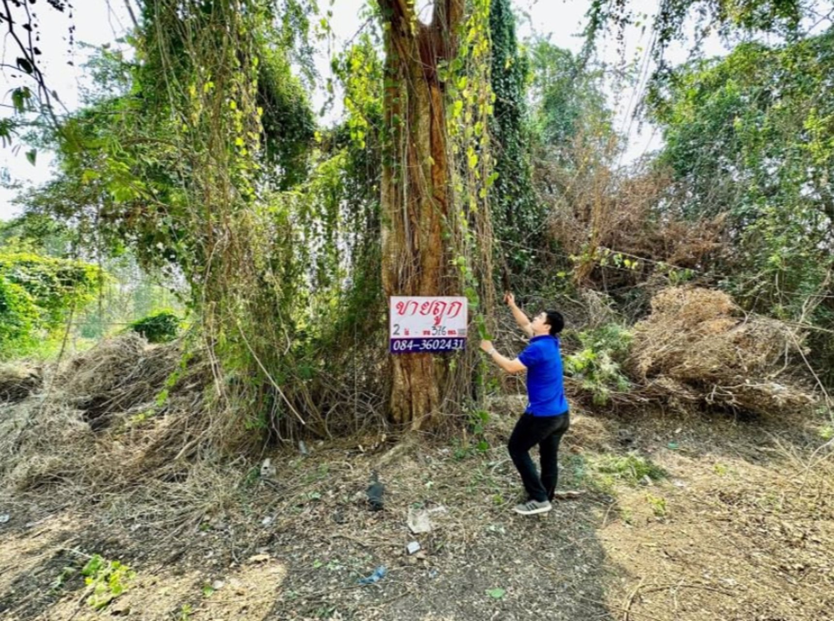ขายด่วน-ขายถูก-ที่ดินเปล่าในโครงการ-หมู่บ้านวังทรัพย์สิน-วังน้อย