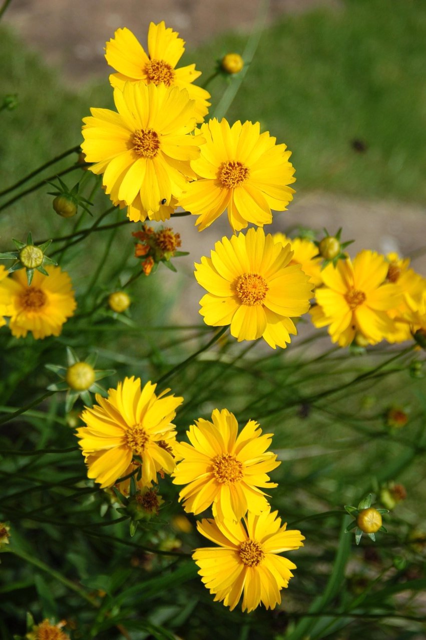 ขายบ้านพร้อมที่ดิน-3หลัง-บ้านสวนร่มรื่น-เหมาะกับการลงทุน-บ้านปลายฟ้า-baanplaifah-cottage-เขาใหญ่