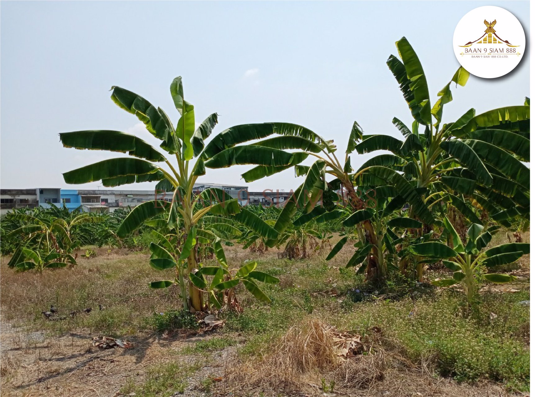 ที่ดิน-800-ตรว-ติดถนนกาญนาภิเษก-ใกล้สถานีรถไฟฟ้าสีม่วง