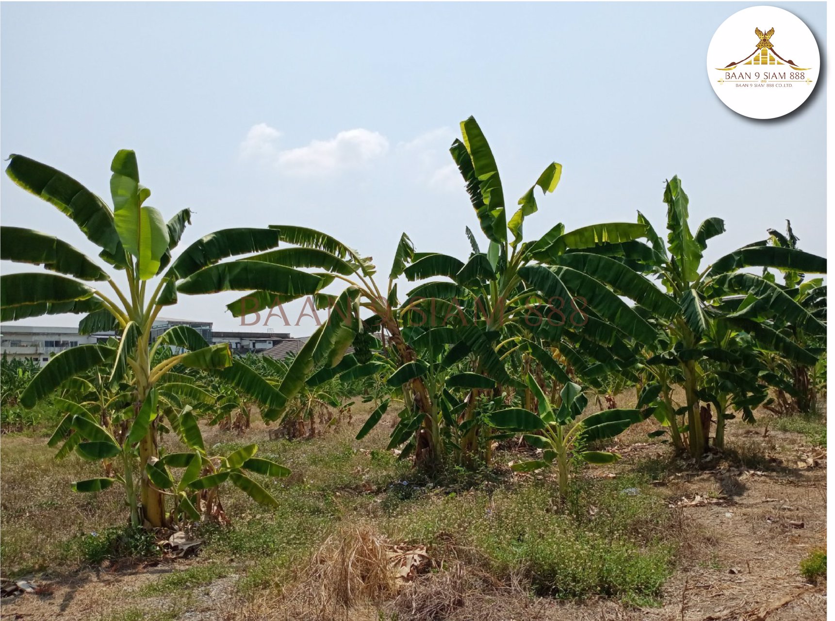 ที่ดิน-800-ตรว-ติดถนนกาญนาภิเษก-ใกล้สถานีรถไฟฟ้าสีม่วง