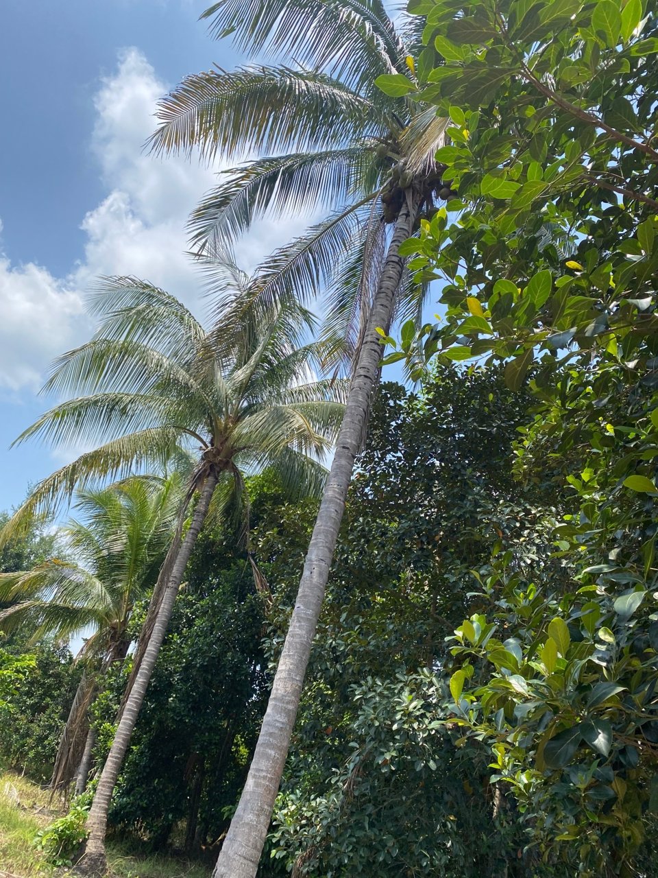 ขายที่ดิน-เนื้อที่-8-ไร่-3-งาน-70-ตารางวา