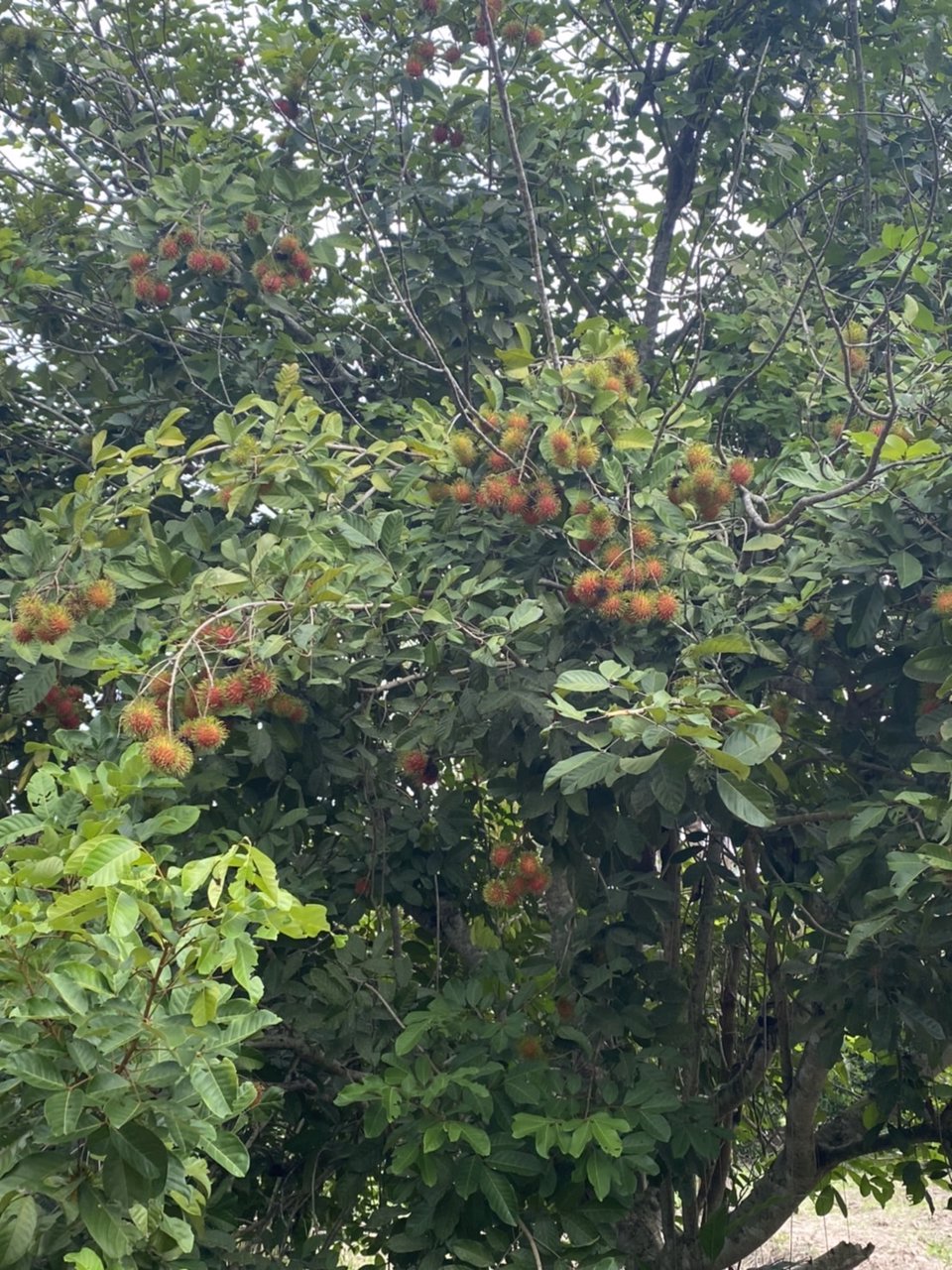 ขายที่ดิน-เนื้อที่-8-ไร่-3-งาน-70-ตารางวา