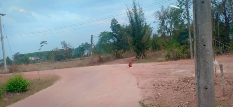 ขายที่ดินทำบ้านสวน150ตรว-ราคา120000บาท