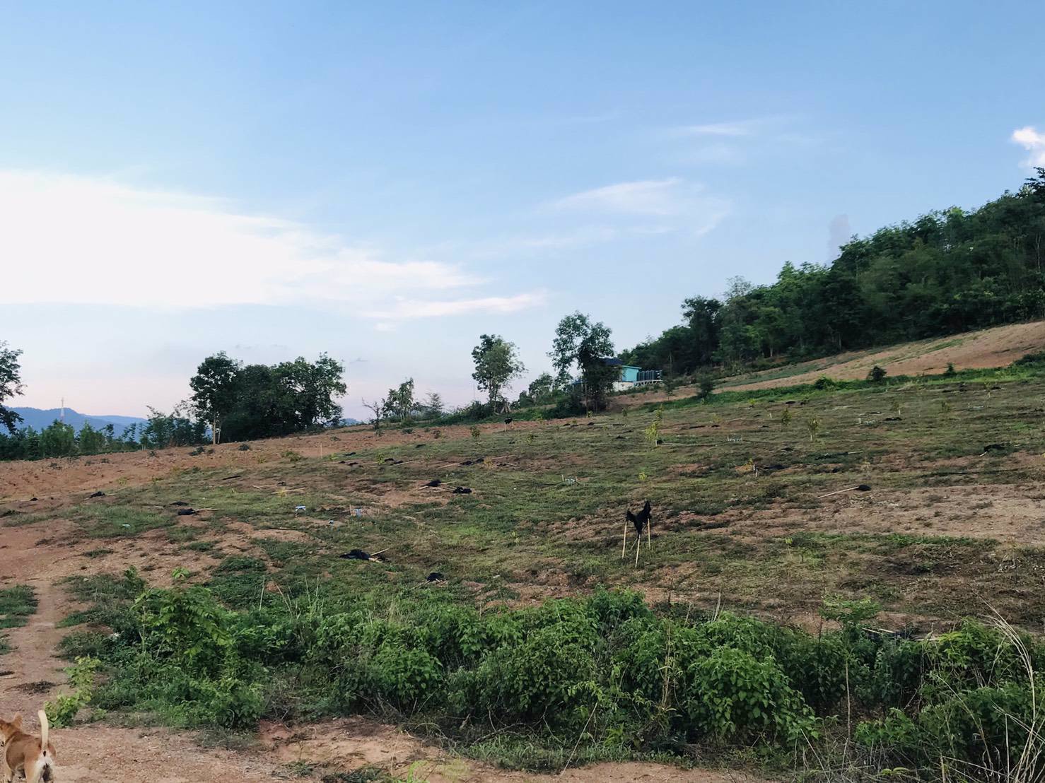 ขายด่วน-ที่ดินติดชายเขา-40ไร่-น้ำไฟพร้อม-มีบ่อบาดาล-มีต้นทุเรียน-ท่อน้ำให้พร้อม