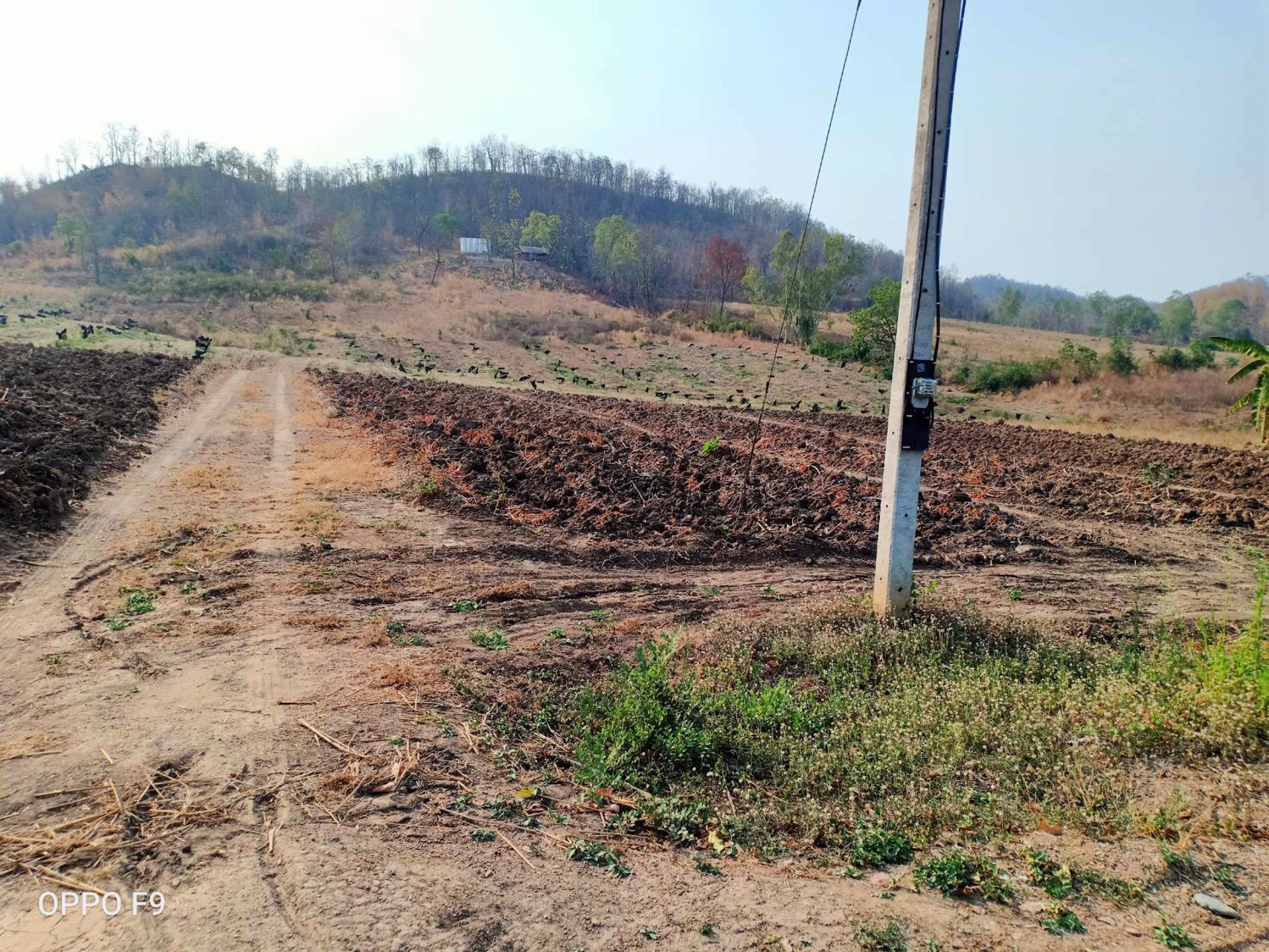 ขายด่วน-ที่ดินติดชายเขา-40ไร่-น้ำไฟพร้อม-มีบ่อบาดาล-มีต้นทุเรียน-ท่อน้ำให้พร้อม