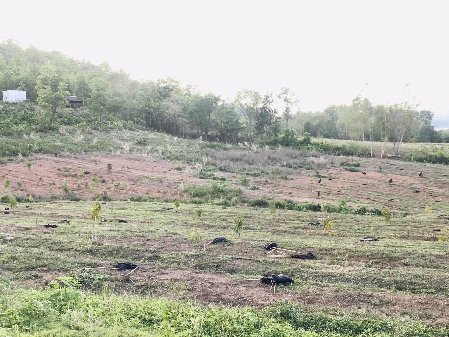 ขายด่วน-ที่ดินติดชายเขา-40ไร่-น้ำไฟพร้อม-มีบ่อบาดาล-มีต้นทุเรียน-ท่อน้ำให้พร้อม